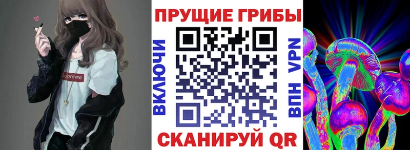 наркотики  Себеж  Галлюциногенные грибы Psilocybine cubensis 